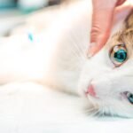 cat eye examination drip drug into the eye inter 2022 11 01 02 03 06 utc