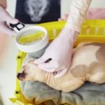 Tips for Introducing a New Cat to Your Home ear exam for cat in vet clinic 2022 07 20 07 42 57 utc