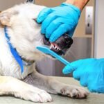 groomer brushing teeth of dog at salon 2022 06 07 21 59 34 utc