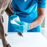Thinking Of Adopting A Pet Snake? Here Are A Few Things To Know partial view of veterinarian bandaging paw of grey 2023 02 08 23 47 22 utc