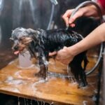pet grooming dog washing in groomer salon 2022 02 01 23 42 18 utc