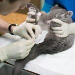 How Often Should You Take Your Cat To The Vet? veterinary medicine the use of three way stopcock 2022 02 16 19 23 15 utc cropped