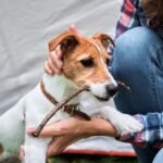 5 Essentials To Carry While Traveling With Your Pets woman with jack russell terrier puppy dog outdoors 2022 12 16 12 40 28 utc